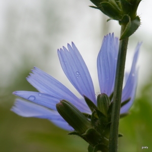 Photographie n°183062 du taxon Cichorium intybus L. [1753]