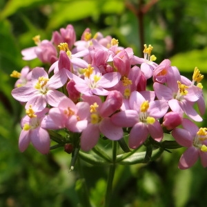 Photographie n°183082 du taxon Centaurium erythraea Rafn [1800]