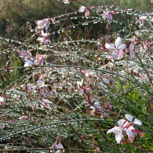 Photographie n°183083 du taxon Gaura lindheimeri Engelm. & A.Gray [1845]