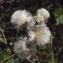  Liliane Roubaudi - Antennaria dioica (L.) Gaertn. [1791]