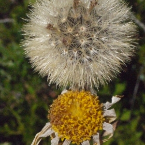 Photographie n°183111 du taxon Arnica montana var. montana 