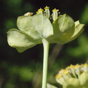 Photographie n°183117 du taxon Bupleurum stellatum L. [1753]