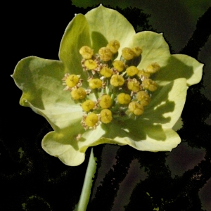 Photographie n°183118 du taxon Bupleurum stellatum L. [1753]