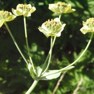 Photographie n°183121 du taxon Bupleurum stellatum L. [1753]