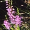  Liliane Roubaudi - Calluna vulgaris (L.) Hull