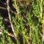  Liliane Roubaudi - Calluna vulgaris (L.) Hull