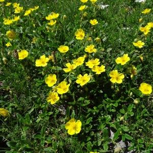 Photographie n°183135 du taxon Helianthemum grandiflorum subsp. grandiflorum