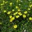  Alain Bigou - Helianthemum grandiflorum subsp. grandiflorum