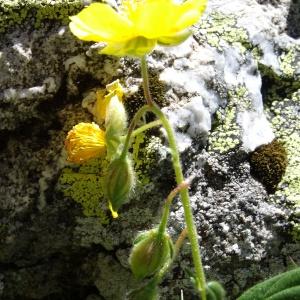  - Helianthemum grandiflorum subsp. grandiflorum