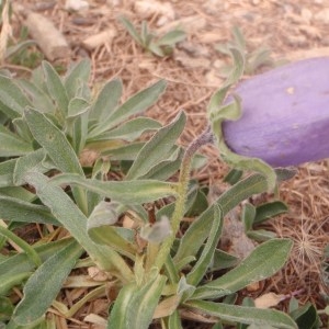 Photographie n°183141 du taxon Campanula alpestris All. [1773]