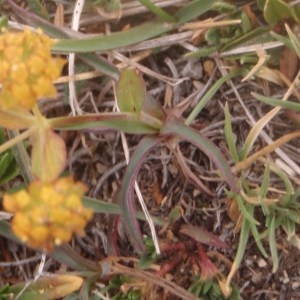 Photographie n°183144 du taxon Bupleurum ranunculoides L. [1753]