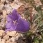  Genevieve Botti - Campanula alpestris All. [1773]