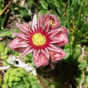 Sempervivum montanum L. (Joubarbe des montagnes)