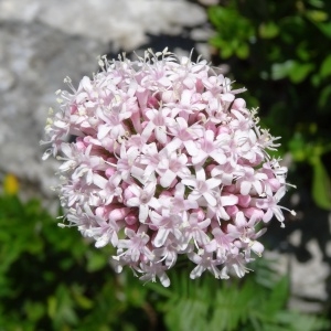 Photographie n°183160 du taxon Valeriana officinalis subsp. tenuifolia (Vahl) Schübler & G.Martens [1834]