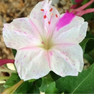 Photographie n°183164 du taxon Mirabilis jalapa L. [1753]