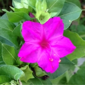 Photographie n°183170 du taxon Mirabilis jalapa L. [1753]