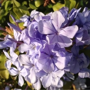 Photographie n°183174 du taxon Plumbago capensis Thunb. [1794]