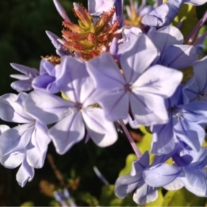 Photographie n°183176 du taxon Plumbago capensis Thunb. [1794]