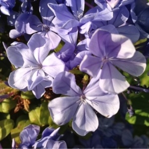 Photographie n°183177 du taxon Plumbago capensis Thunb. [1794]