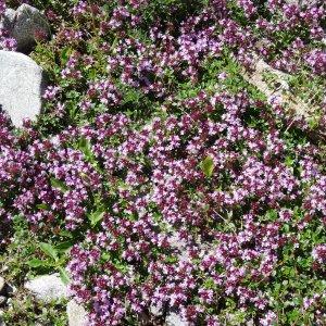 Thymus serpyllum subsp. alpestris Lyka (Thym alpestre)