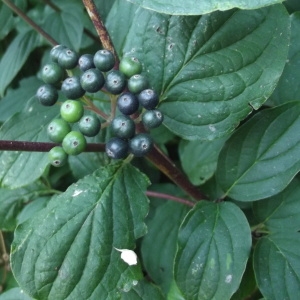 Photographie n°183299 du taxon Cornus sanguinea L. [1753]