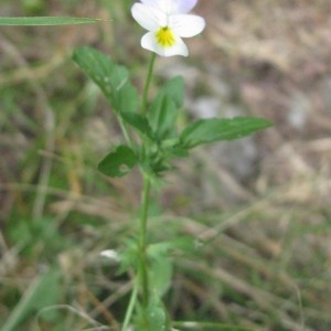 Photographie n°183309 du taxon Viola tricolor L. [1753]
