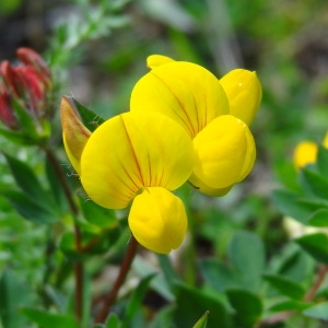Lotus corniculatus var. brachyodon Boiss. (Lotier des Alpes)