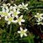  Alain Bigou - Saxifraga paniculata subsp. paniculata