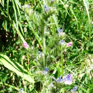 Photographie n°183336 du taxon Echium vulgare var. vulgare