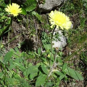 Photographie n°183337 du taxon Hieracium pilosella subsp. pilosella