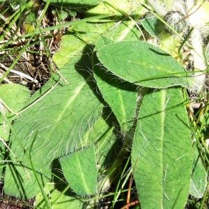 Photographie n°183338 du taxon Hieracium pilosella subsp. pilosella