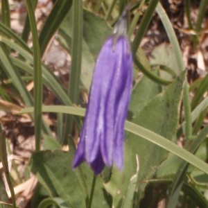 Campanula rotundifolia subsp. stenocodon (Boiss. & Reut.) Nyman (Campanule à corolle étroite)