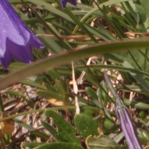  - Campanula stenocodon Boiss. & Reut. [1856]