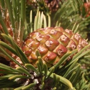 Photographie n°183347 du taxon Pinus mugo subsp. uncinata (Ramond ex DC.) Domin [1936]