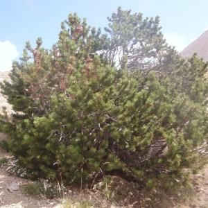 Photographie n°183349 du taxon Pinus mugo subsp. uncinata (Ramond ex DC.) Domin [1936]