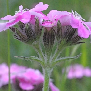 Photographie n°183351 du taxon Lychnis flos-jovis (L.) Desr. [1792]