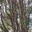  Marie  Portas - Pinus sylvestris var. fastigiata Carrière