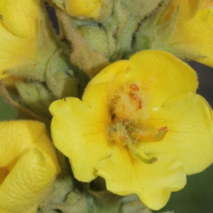 Photographie n°183360 du taxon Verbascum thapsus L.