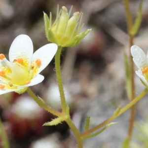 Photographie n°183363 du taxon Saxifraga aspera L. [1753]