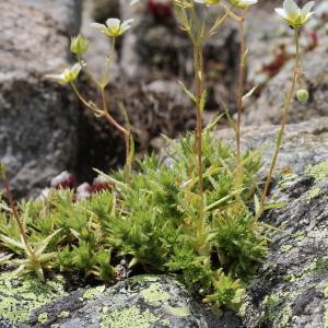 Photographie n°183364 du taxon Saxifraga aspera L. [1753]