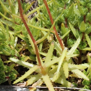 Photographie n°183365 du taxon Saxifraga aspera L. [1753]