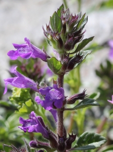 Marie  Portas, le  7 juillet 2010 (Saint-Martin-Vésubie (Madone de Fenestre))