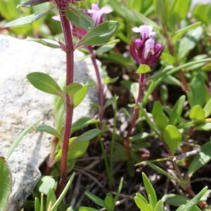 Photographie n°183368 du taxon Thymus serpyllum L. [1753]