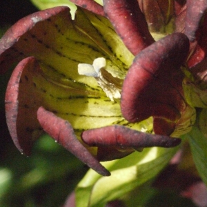 Gentiana purpurea L. (Gentiane pourpre)