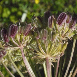 Photographie n°183427 du taxon Laserpitium halleri Crantz [1767]