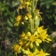  Liliane Roubaudi - Solidago virgaurea L. [1753]