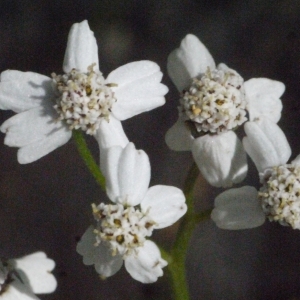 Achillea macrophylla L. (Achillée à grandes feuilles)