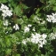  Liliane Roubaudi - Achillea macrophylla L. [1753]