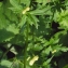  Liliane Roubaudi - Aconitum lycoctonum subsp. vulparia (Rchb.) Nyman [1889]