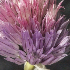 Photographie n°183480 du taxon Allium schoenoprasum L. [1753]